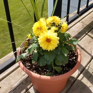 Meet your Posher, Vicki